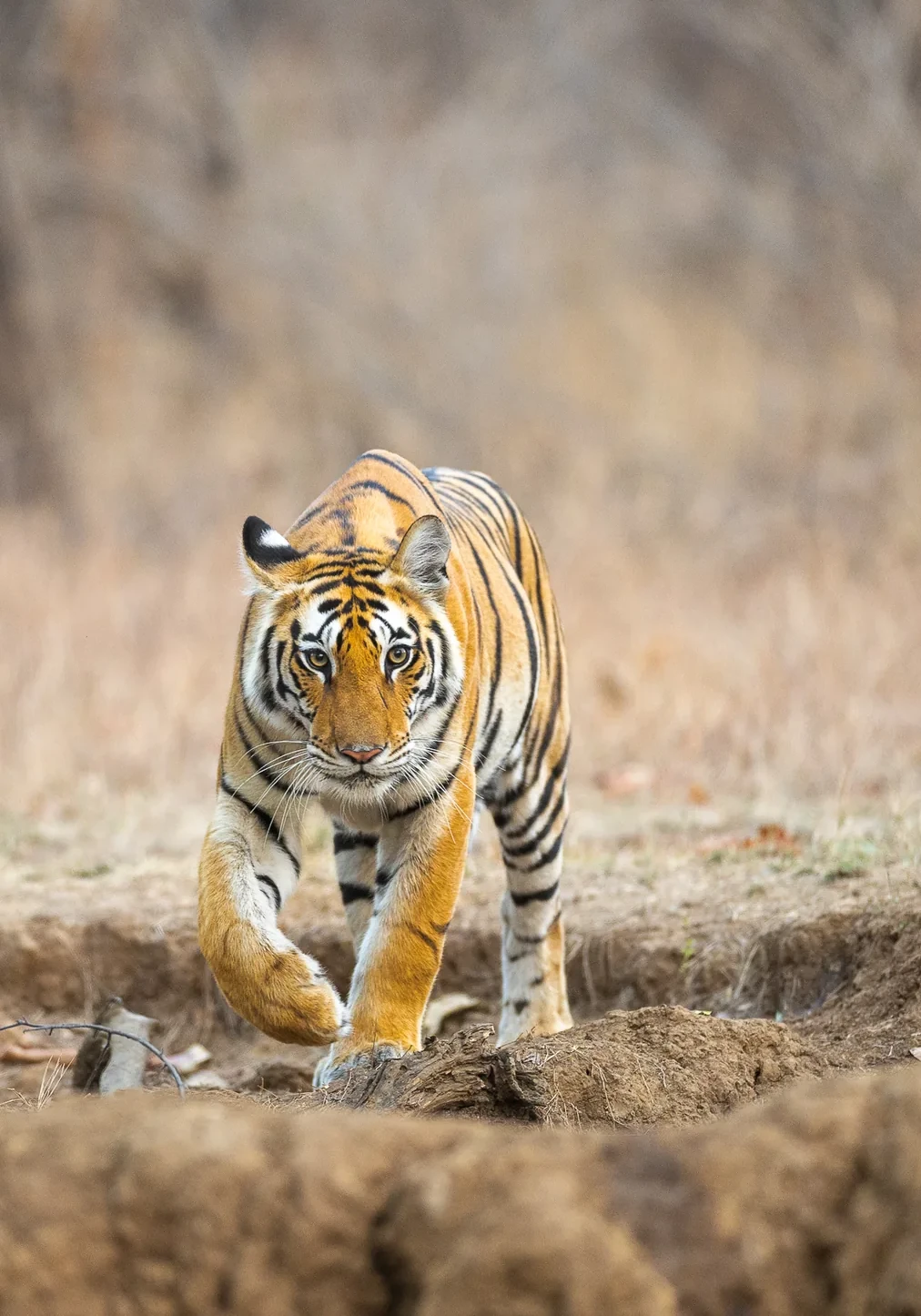 Tiger in Panna Tiger Reserve